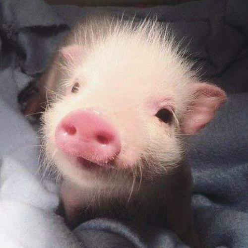 สมาชิกหมายเลข 3770240