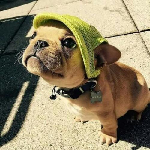 สมาชิกหมายเลข 4852347