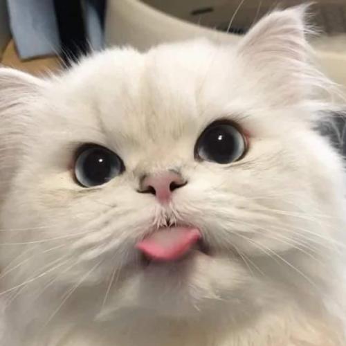 สมาชิกหมายเลข 7325450