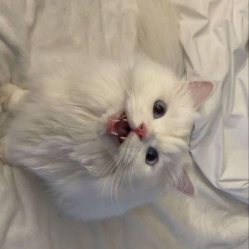 สมาชิกหมายเลข 8532269