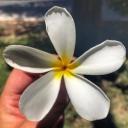 คนไทยในตะวันออกกลาง