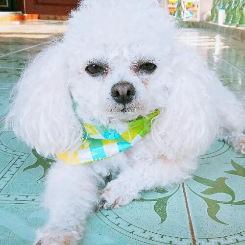 สมาชิกหมายเลข 2645511