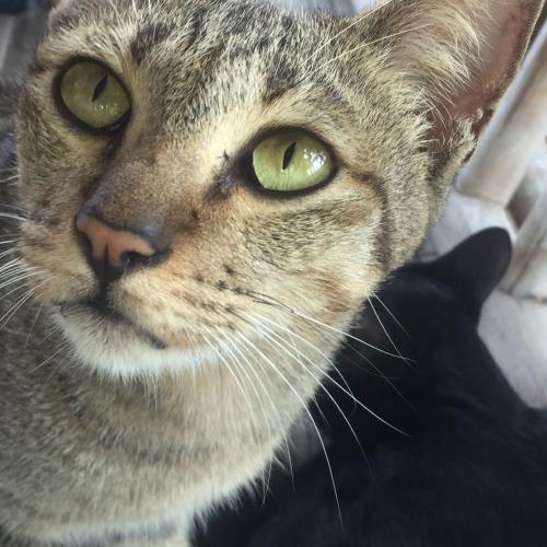 สมาชิกหมายเลข 4516014