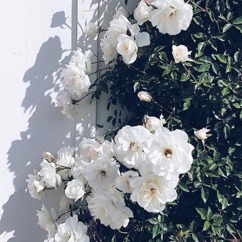 สมาชิกหมายเลข 5215388