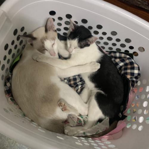 สมาชิกหมายเลข 2559741