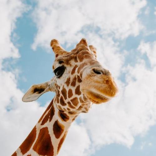 สมาชิกหมายเลข 5550477