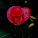 สมาชิกหมายเลข 5242169