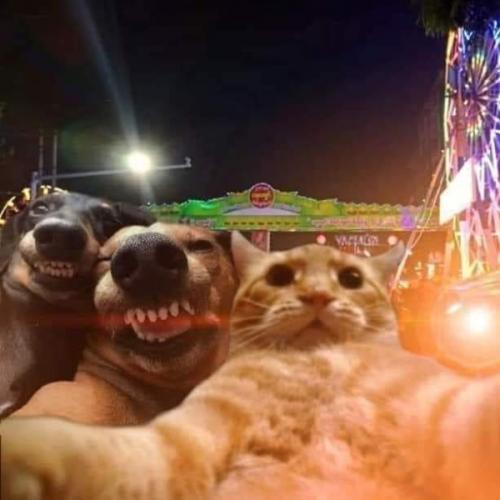 หมาชื่อแฮปปี้