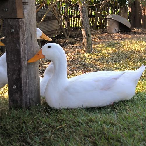 สมาชิกหมายเลข 2496158