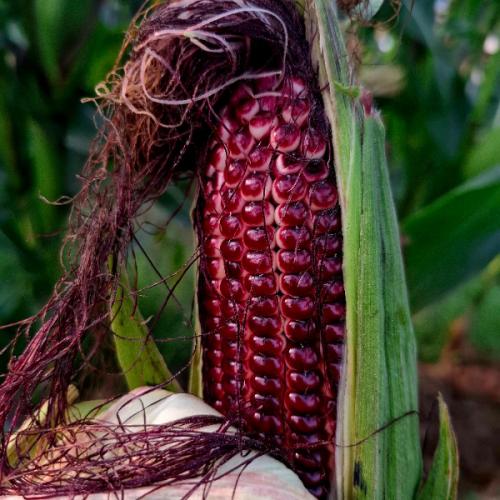 สมาชิกหมายเลข 8519026