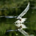 สมาชิกหมายเลข 4071789