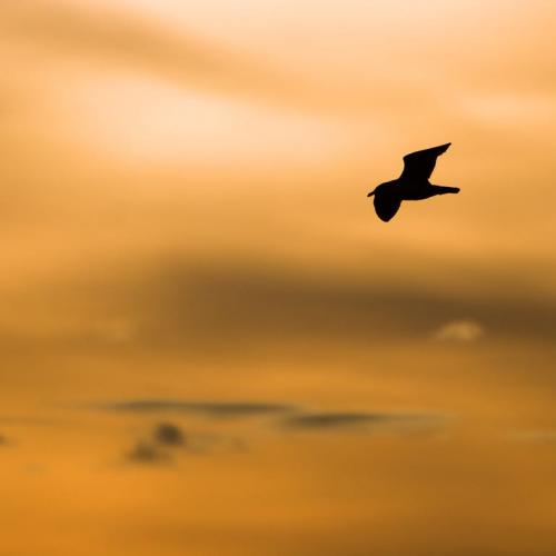 สมาชิกหมายเลข 2908387