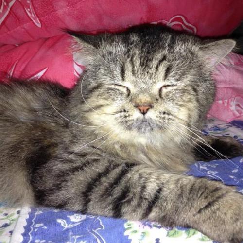 เปอร์เซียสตางค์น้อย