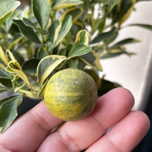 Gigkok อ่ะนะ