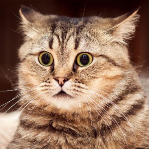 ลูกแมวน้าม