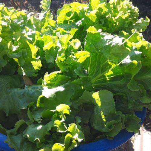 สมาชิกหมายเลข 6251878