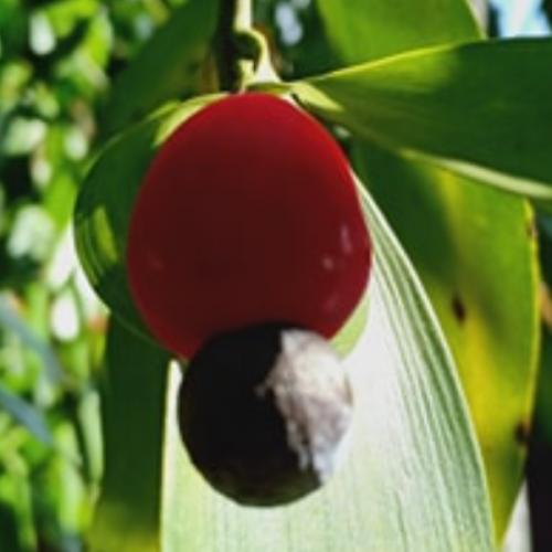 สมาชิกหมายเลข 4985418