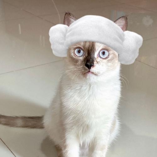 เป่าเปา