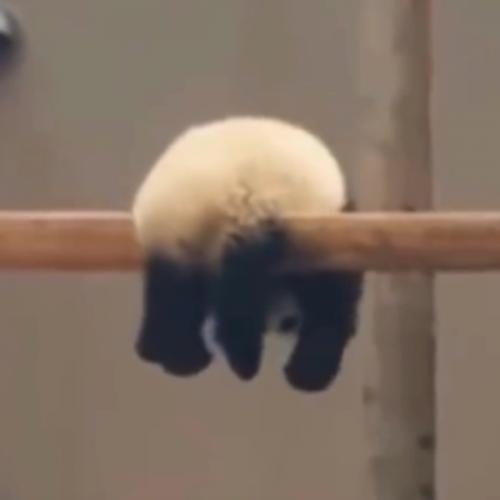 สมาชิกหมายเลข 2309220