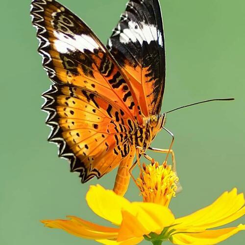 สมาชิกหมายเลข 4517405