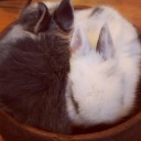 สมาชิกหมายเลข 1752347