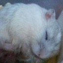 สมาชิกหมายเลข 3063641