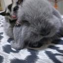 สมาชิกหมายเลข 3157468