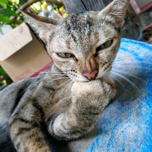 สมาชิกหมายเลข 4238628