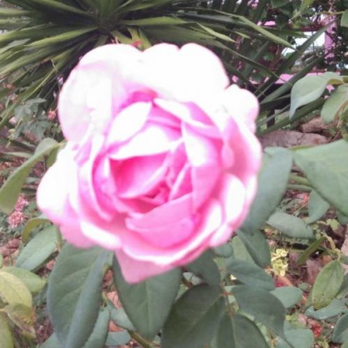 สมาชิกหมายเลข 6253120