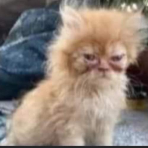 สมาชิกหมายเลข 5318111