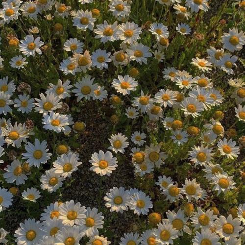 สมาชิกหมายเลข 4941941