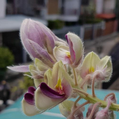 Orchidmania