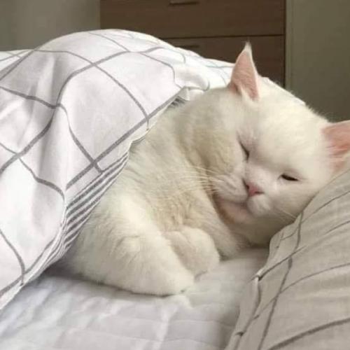 สมาชิกหมายเลข 1060019