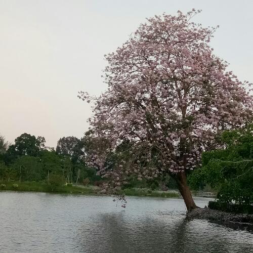 สมาชิกหมายเลข 4518502