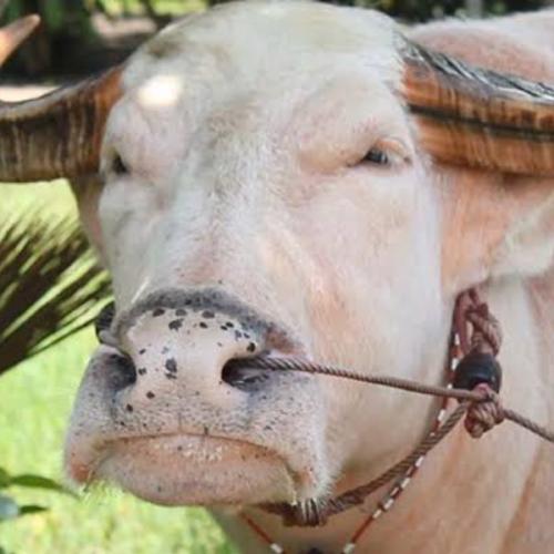 สมาชิกหมายเลข 2770082