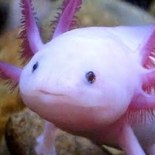 สมาชิกหมายเลข 3838510