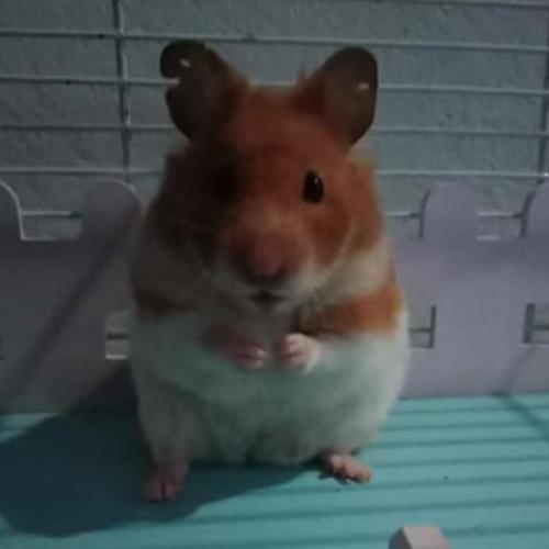 สมาชิกหมายเลข 6254488