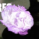 สมาชิกหมายเลข 3467925