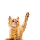 สมาชิกหมายเลข 3874882