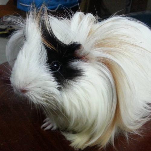 ปะยางครับ ล้อไหน ล้อเล่น ผ่าง