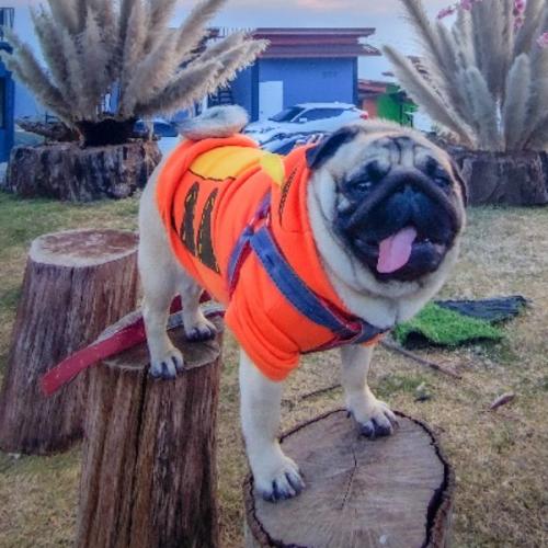 สมาชิกหมายเลข 2169295