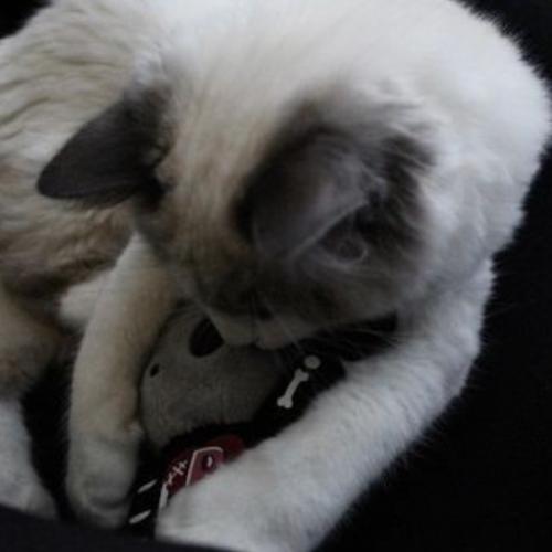 สมาชิกหมายเลข 7013774