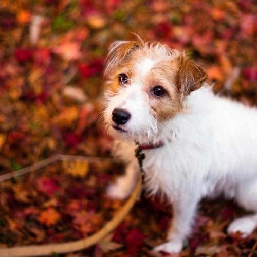 สมาชิกหมายเลข 4519052