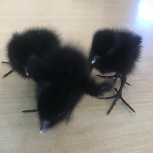 สมาชิกหมายเลข 5322255