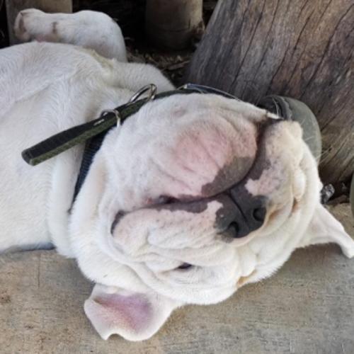 สมาชิกหมายเลข 4459625