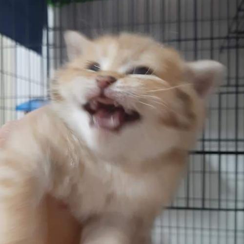 สมาชิกหมายเลข 4964840