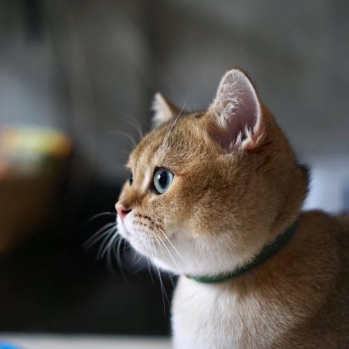 สมาชิกหมายเลข 5212912
