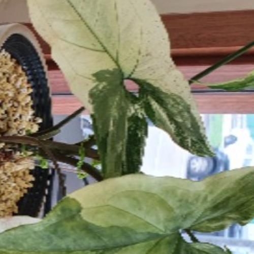 สมาชิกหมายเลข 2170182