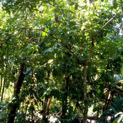 คิดเอาเอง