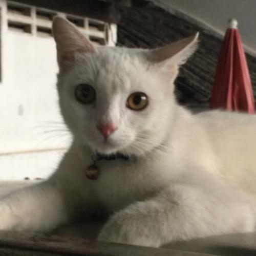 สมาชิกหมายเลข 4856827